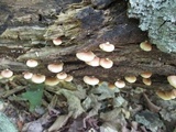 Crepidotus crocophyllus image