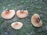Crepidotus crocophyllus image