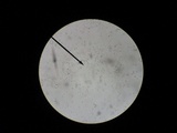 Crepidotus crocophyllus image