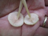 Entoloma sericellum image