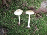 Entoloma sericellum image