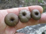 Entoloma serrulatum image
