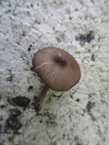 Entoloma serrulatum image