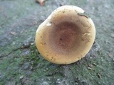 Hygrophoropsis aurantiaca image