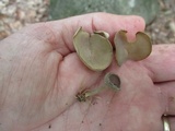 Helvella macropus image