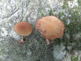 Simocybe centunculus var. centunculus image