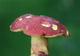 Boletus roodyi image