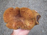 Boletinellus merulioides image