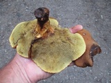 Boletinellus merulioides image