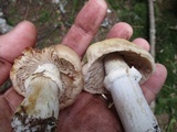 Cortinarius caperatus image