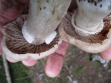 Cortinarius caperatus image