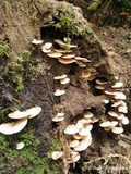 Crepidotus mollis image