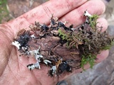 Platismatia glauca image