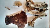 Agaricus subrufescens image