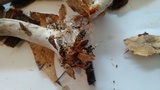 Agaricus subrufescens image
