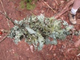 Platismatia glauca image