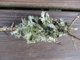 Platismatia glauca image