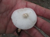 Pluteus tomentosulus image