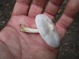 Pluteus tomentosulus image