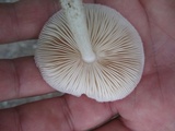 Pluteus tomentosulus image
