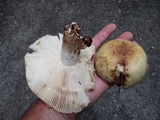 Russula fragrantissima image