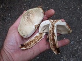 Russula fragrantissima image