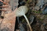 Marasmiellus omphaliformis image