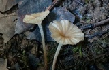Marasmiellus omphaliformis image