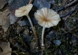 Marasmiellus omphaliformis image