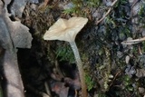 Marasmiellus omphaliformis image