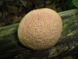 Boletus chrysenteron image