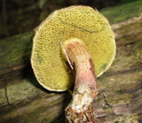 Boletus chrysenteron image