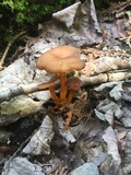 Cantharellus ignicolor image