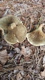 Phylloporopsis boletinoides image