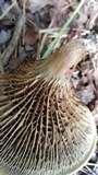 Phylloporopsis boletinoides image
