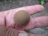 Boletus chrysenteron image