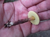 Boletus chrysenteron image