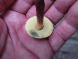 Boletus chrysenteron image
