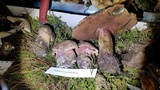 Boletus michoacanus image