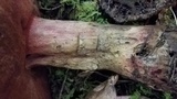 Boletus michoacanus image