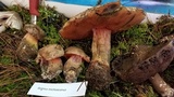 Boletus michoacanus image