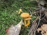 Cantharellus ignicolor image