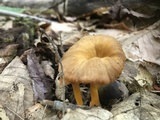 Cantharellus ignicolor image