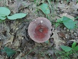 Lactifluus corrugis image