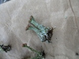 Cladonia squamosa image