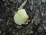 Lactifluus hygrophoroides image