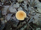 Hygrophoropsis aurantiaca image