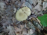 Entoloma griseum image