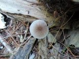 Pluteus longistriatus image