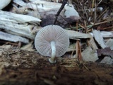 Pluteus longistriatus image